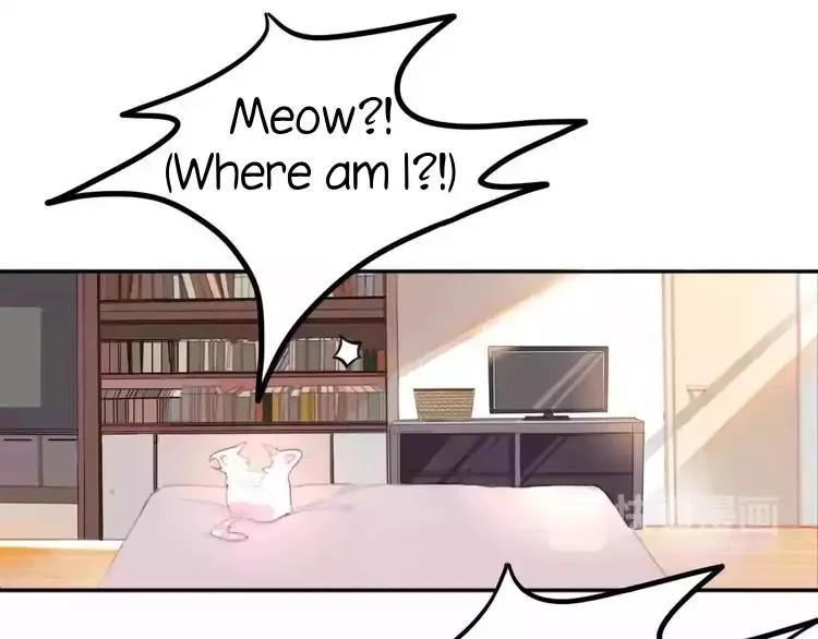 A Cat's World Chapter 1 page 14 - 