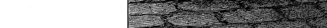 Read Berserk chapter 249 image 11 on Lezhin