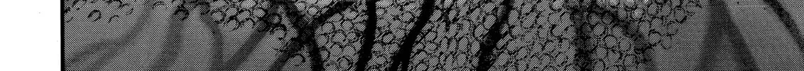 Read Berserk chapter 85 image 33 on Lezhin