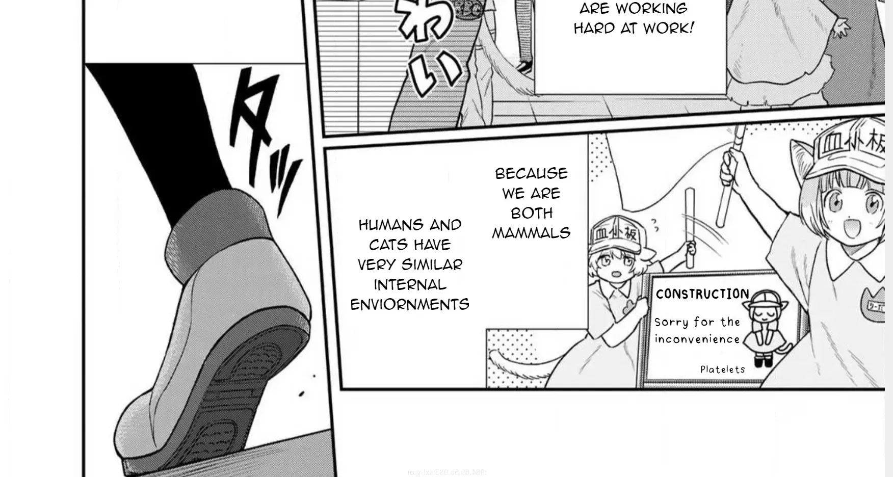Read Cells at Work! Cat chapter 1 image 19 on Lezhin