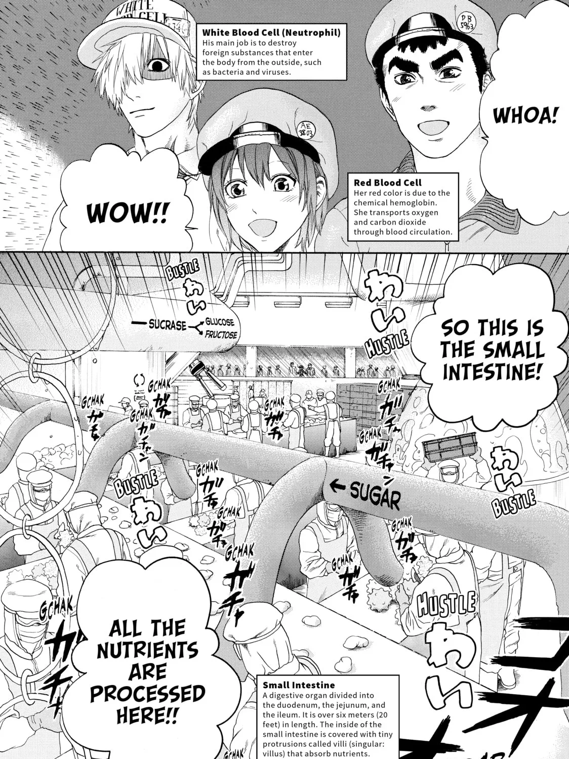 Read Cells at Work! chapter 19 image 2 on Lezhin