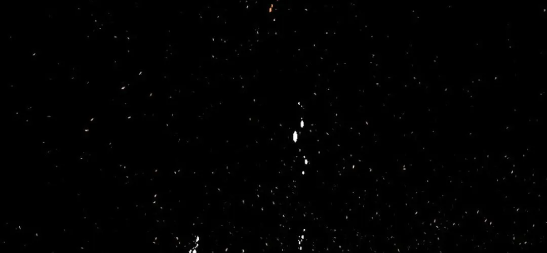 Cryptid Chapter 0.1 page 26 - 