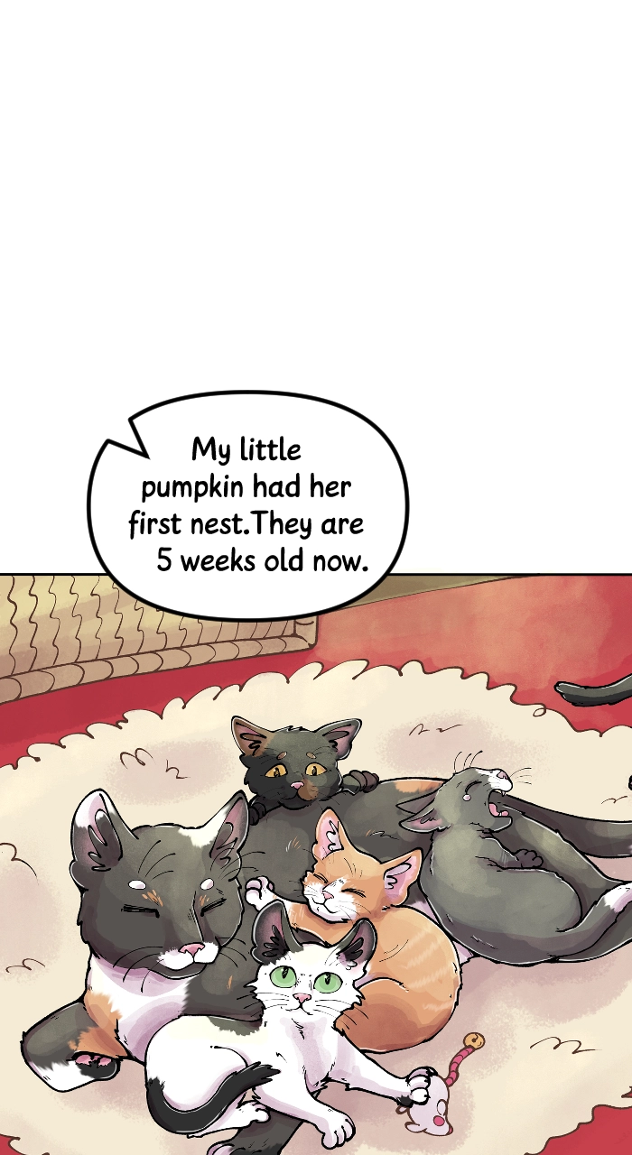 Read Deception chapter 255 image 14 on Lezhin