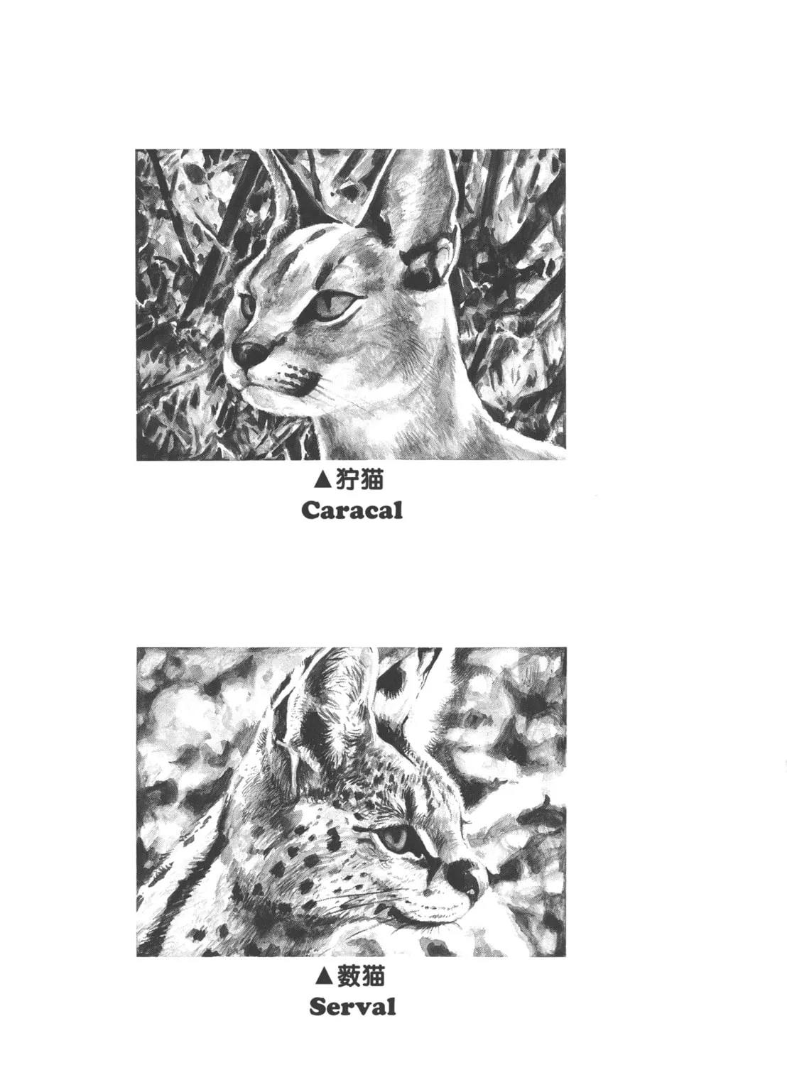 Read GON Selection chapter 4 image 62 on Lezhin