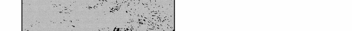 Read Heterogenia Linguistico chapter 49 image 27 on Lezhin