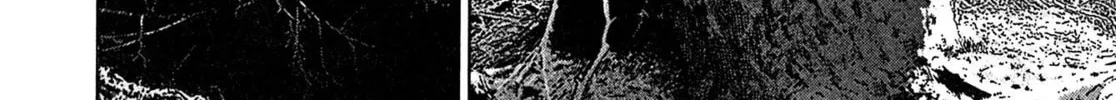 Read Kiichi VS chapter 105 image 31 on Lezhin