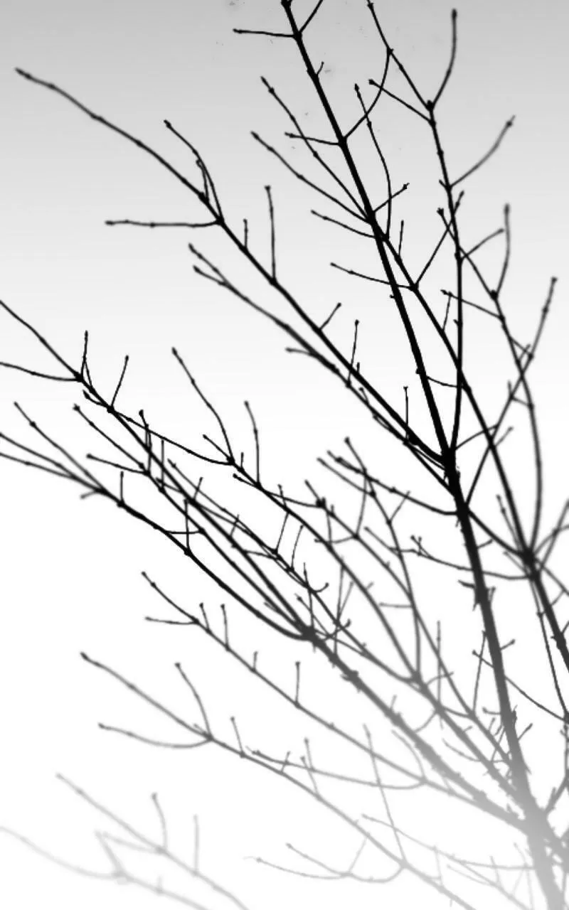 Read Like Wind on a Dry Branch chapter 155 image 162 on Lezhin