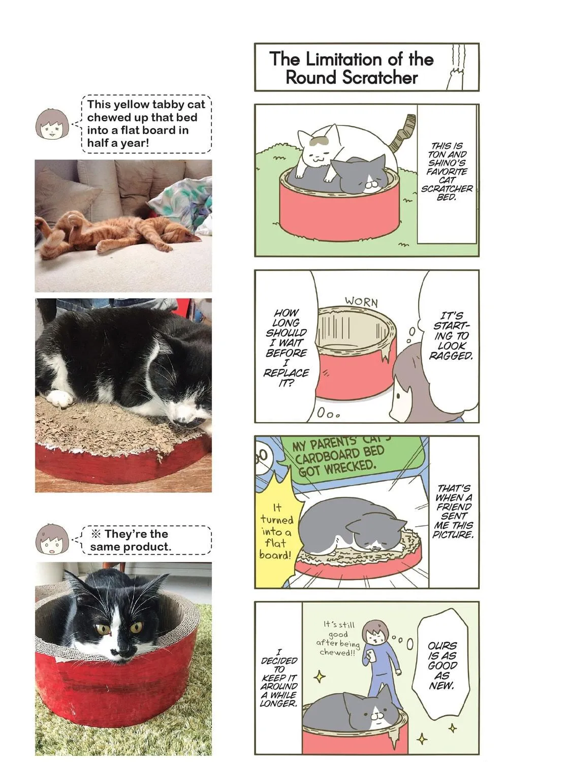My Cat is Such a Weirdo Chapter 11 page 41 - 