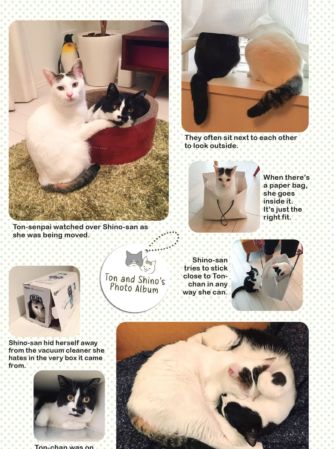 My Cat is Such a Weirdo Chapter 13 page 21 - 