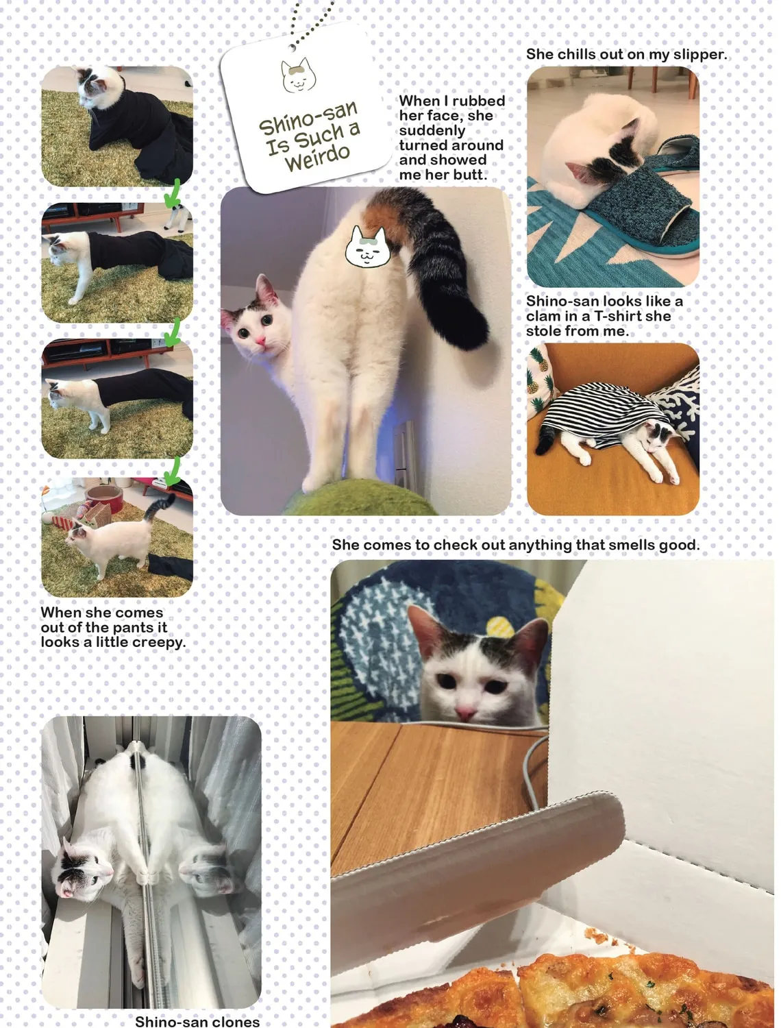 My Cat is Such a Weirdo Chapter 20 page 37 - 