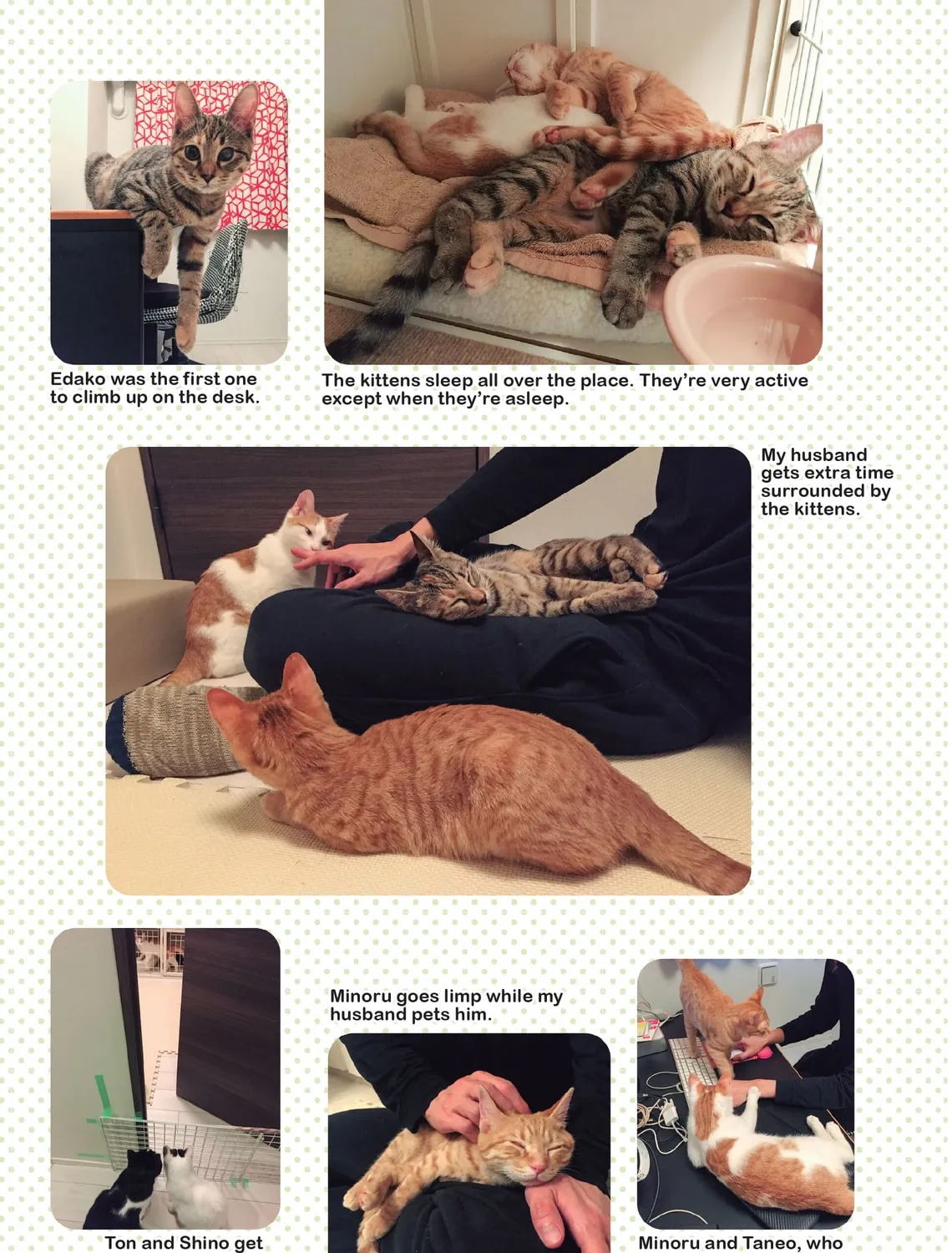 My Cat is Such a Weirdo Chapter 22 page 33 - 