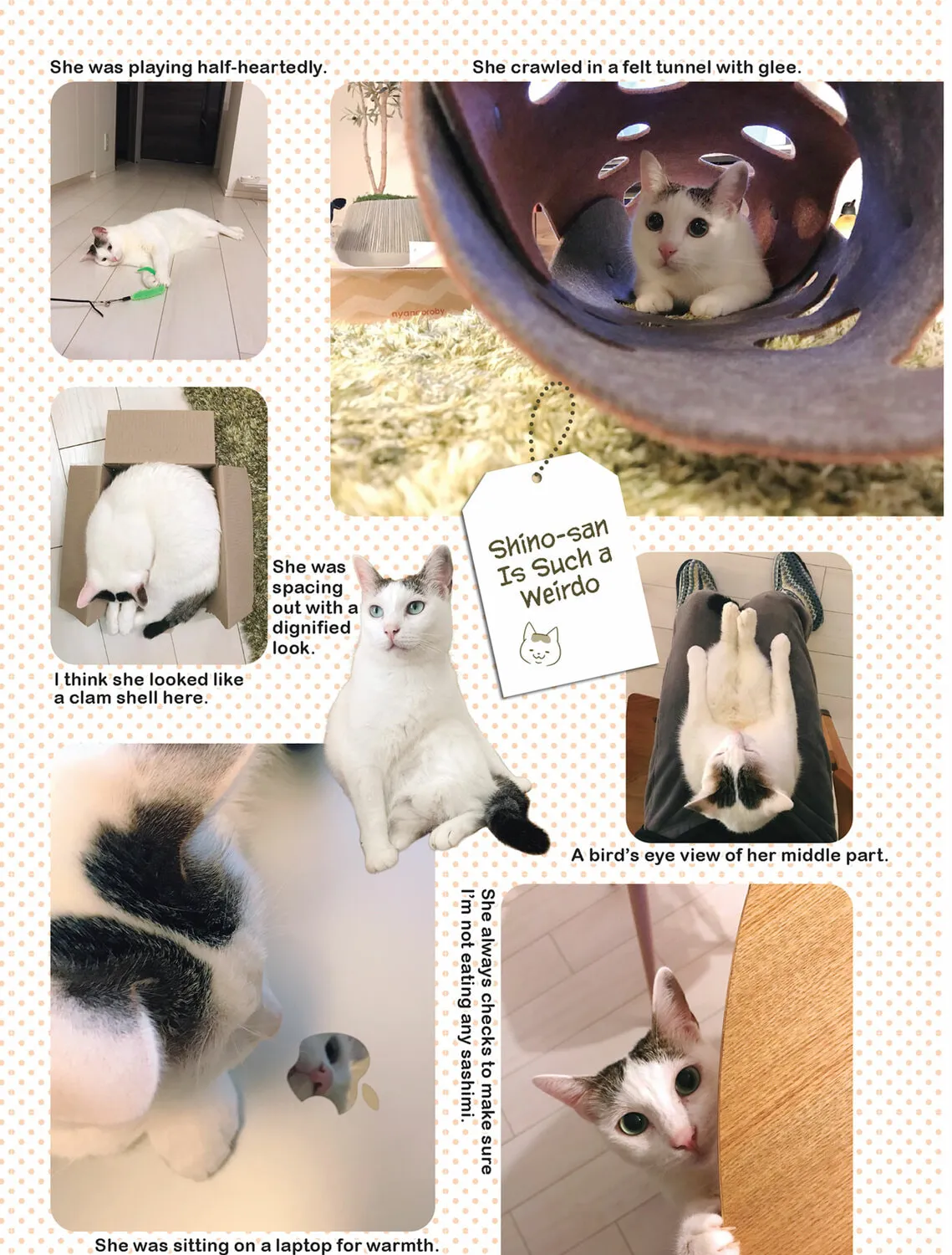 My Cat is Such a Weirdo Chapter 28 page 45 - 
