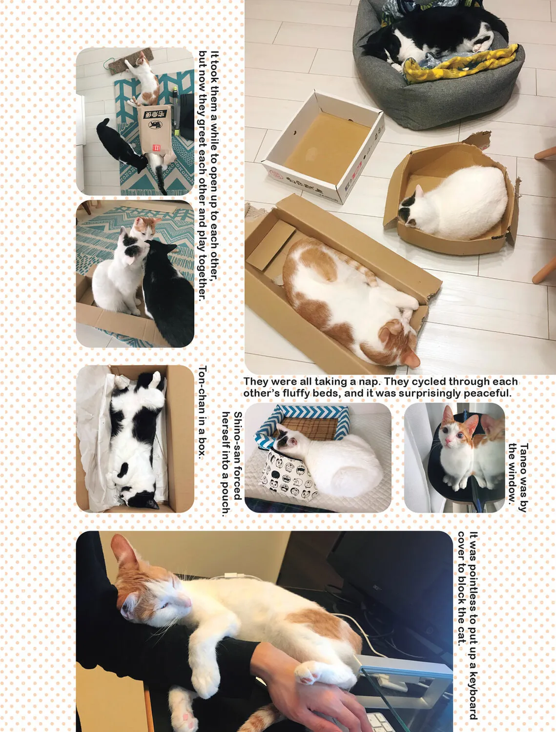 My Cat is Such a Weirdo Chapter 29 page 31 - 