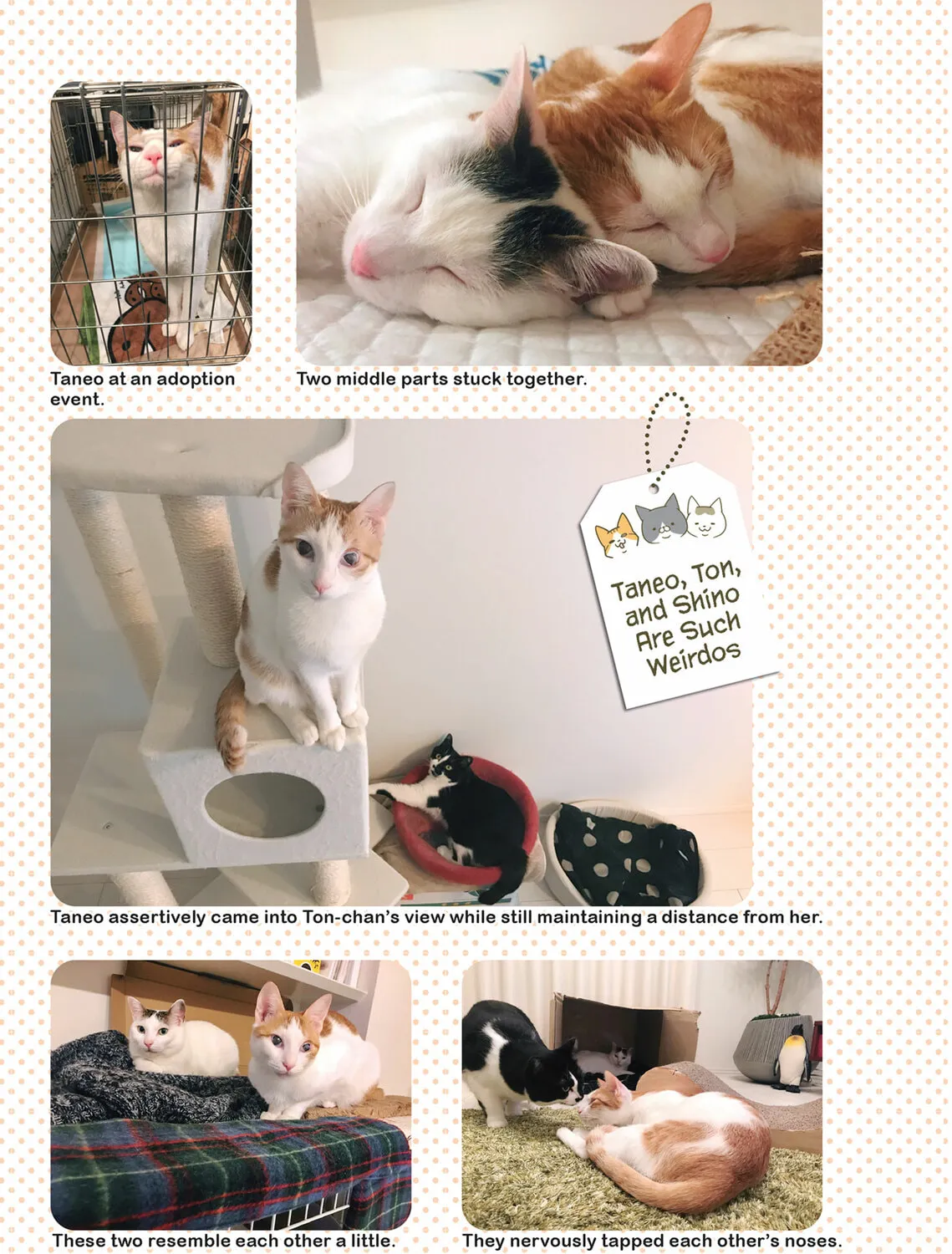 My Cat is Such a Weirdo Chapter 29 page 33 - 