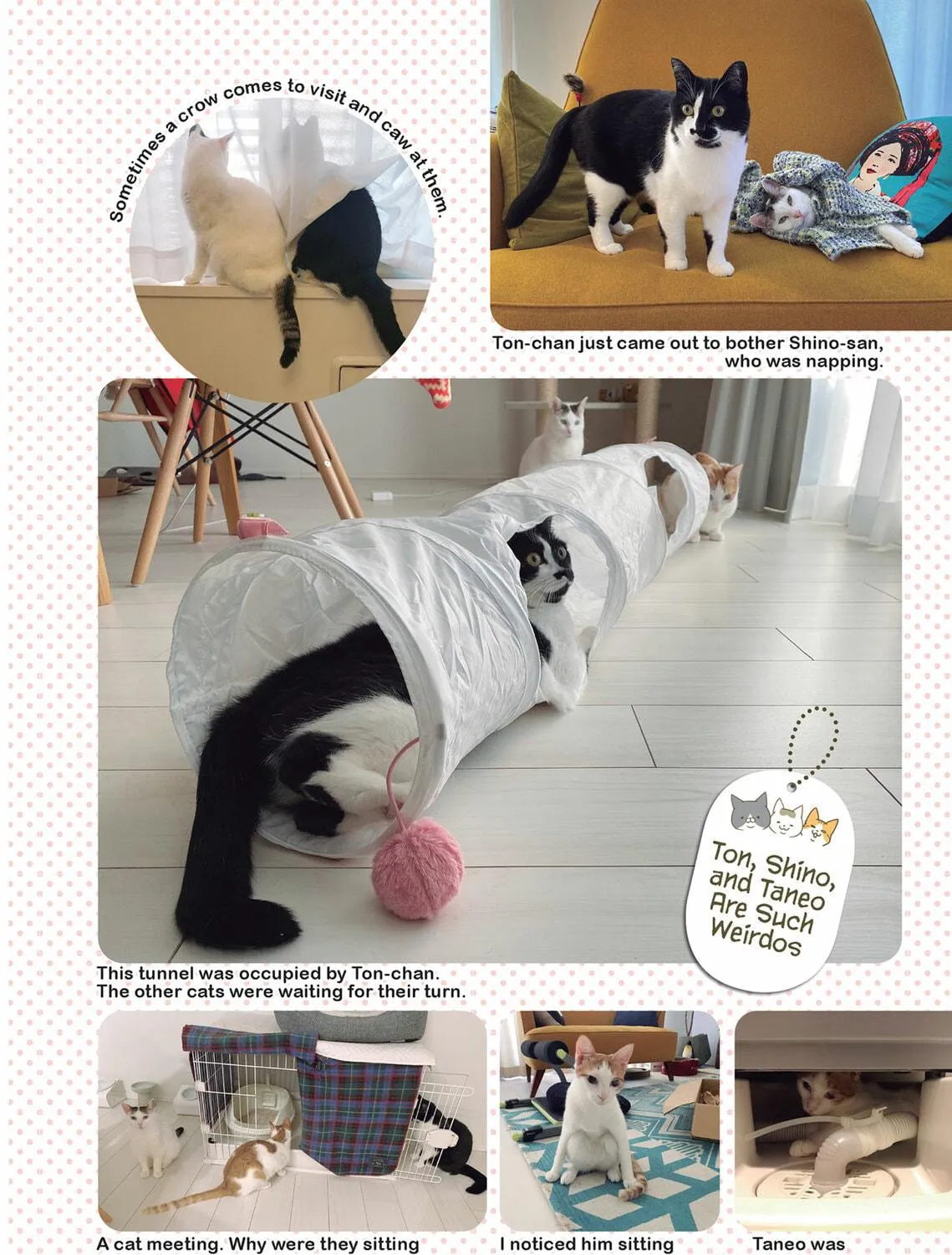 My Cat is Such a Weirdo Chapter 32 page 19 - 