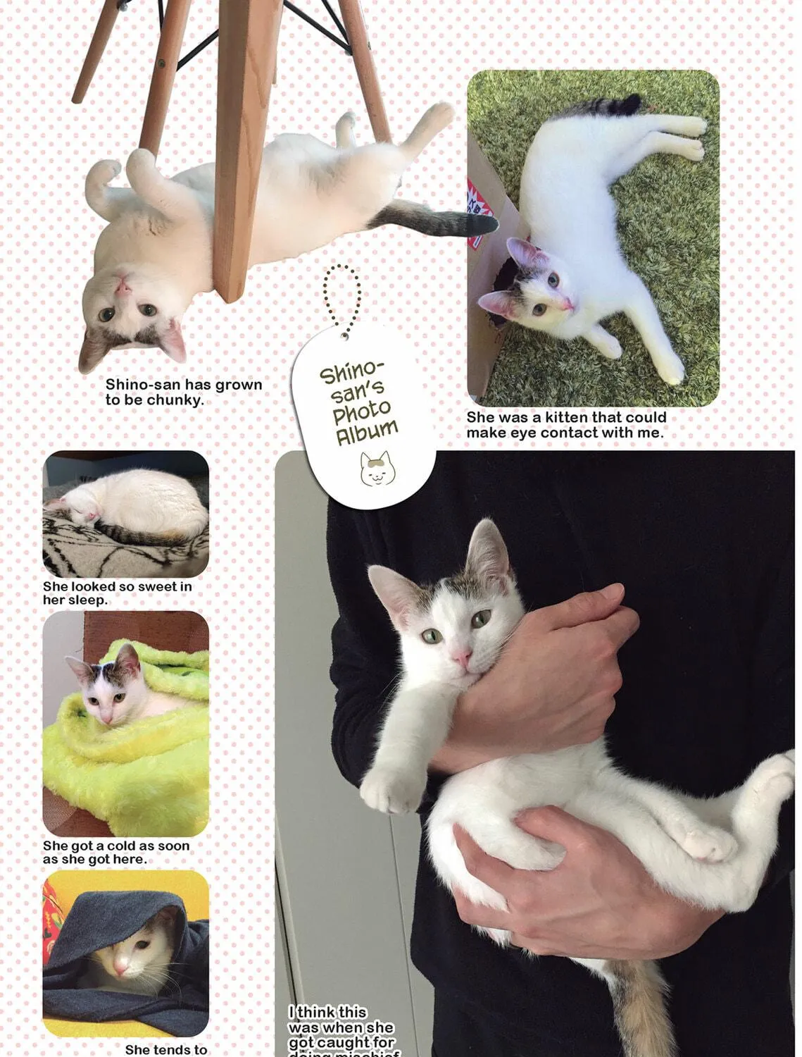 My Cat is Such a Weirdo Chapter 37 page 17 - 