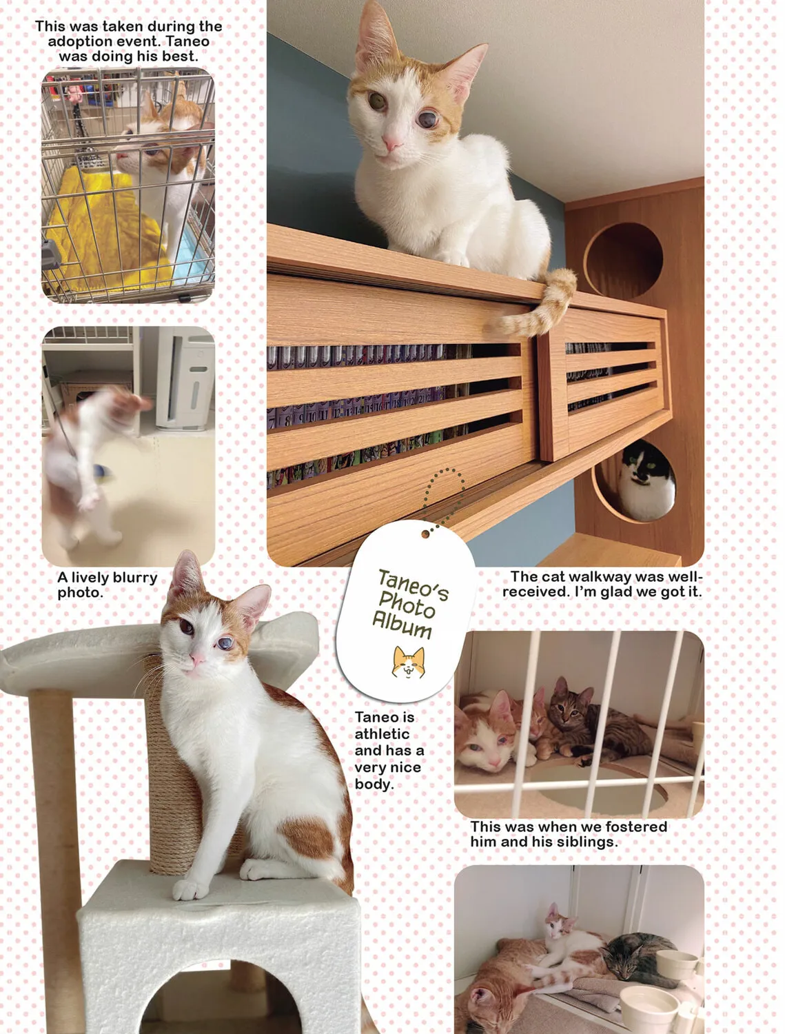 My Cat is Such a Weirdo Chapter 37 page 25 - 