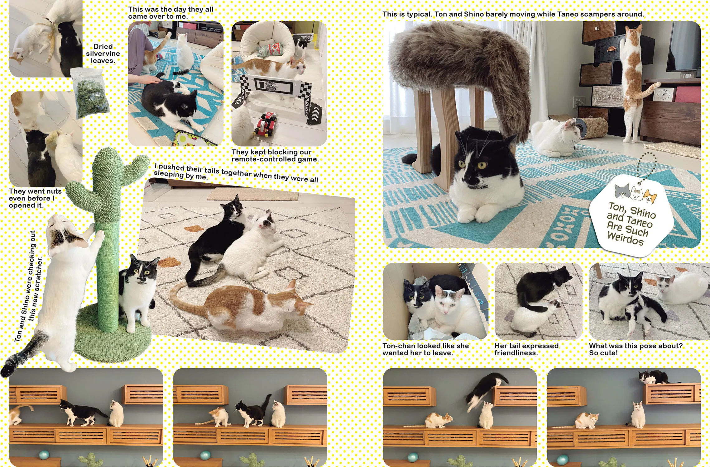 My Cat is Such a Weirdo Chapter 40 page 15 - 