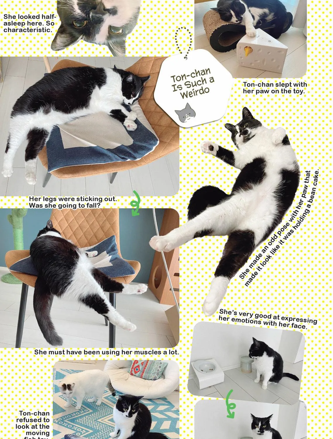 My Cat is Such a Weirdo Chapter 44 page 17 - 