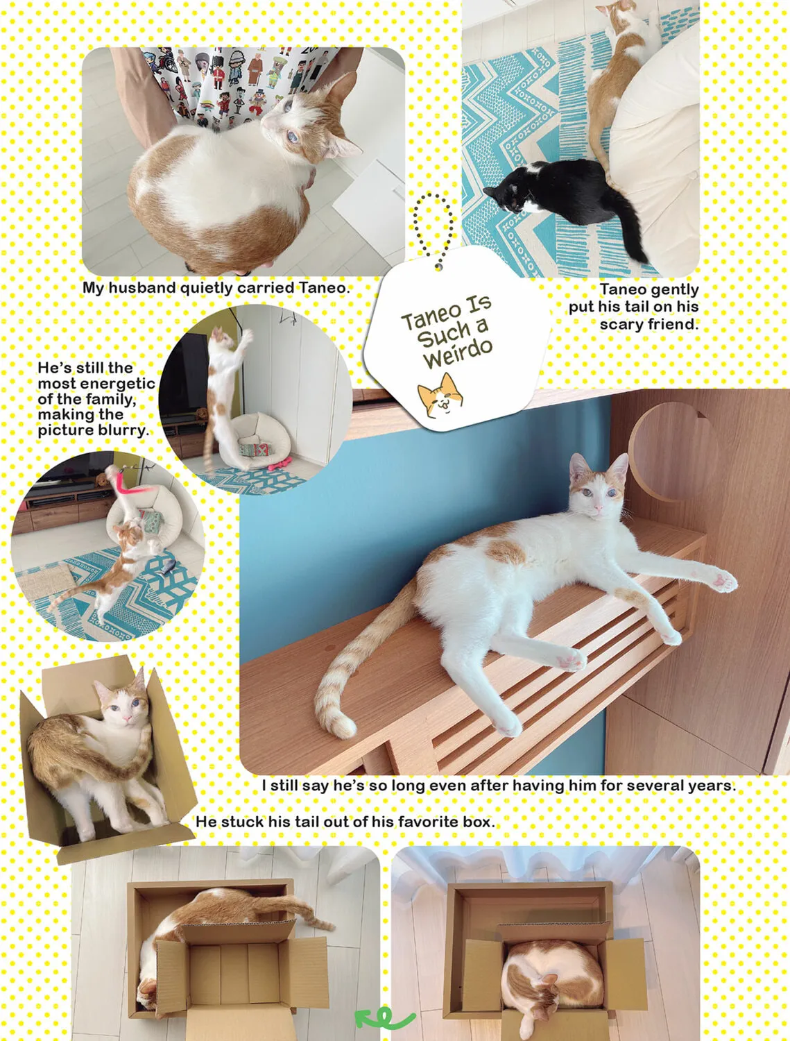 My Cat is Such a Weirdo Chapter 47 page 13 - 