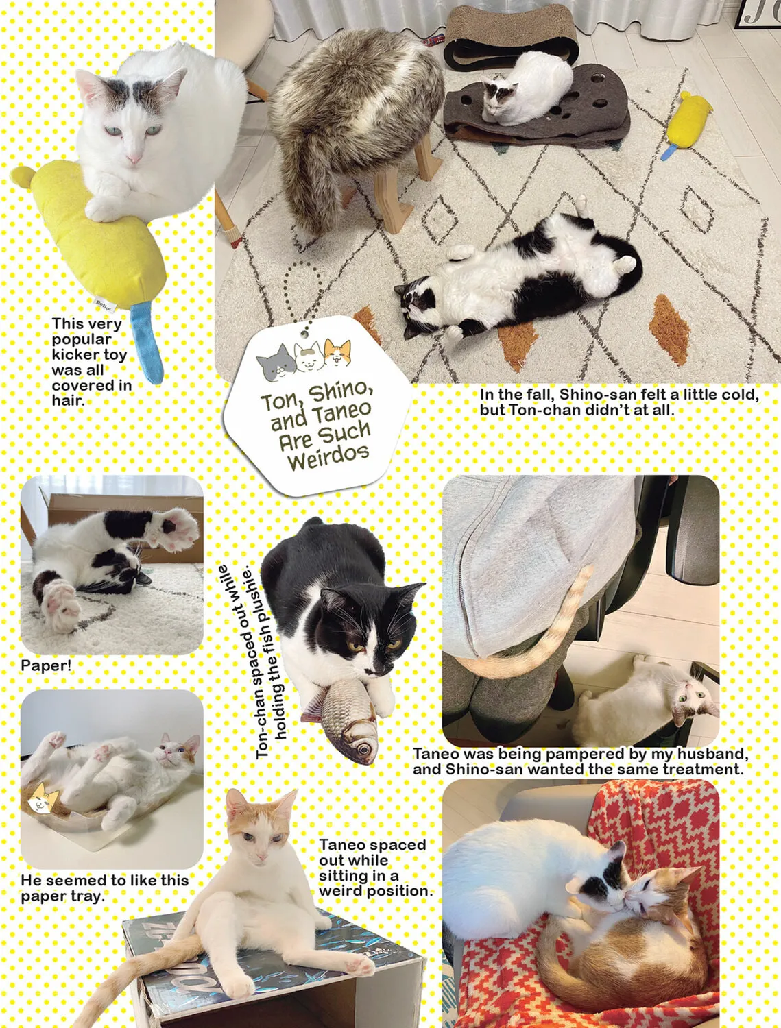 My Cat is Such a Weirdo Chapter 47 page 33 - 