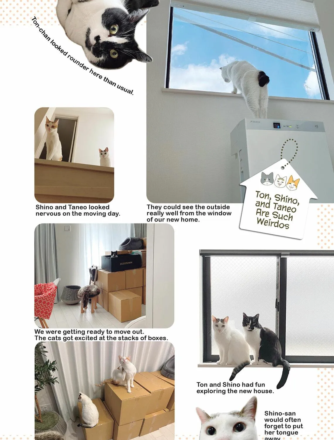 My Cat is Such a Weirdo Chapter 48 page 19 - 