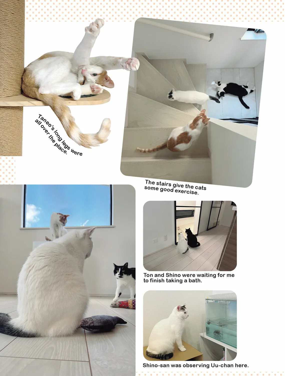 My Cat is Such a Weirdo Chapter 48 page 21 - 