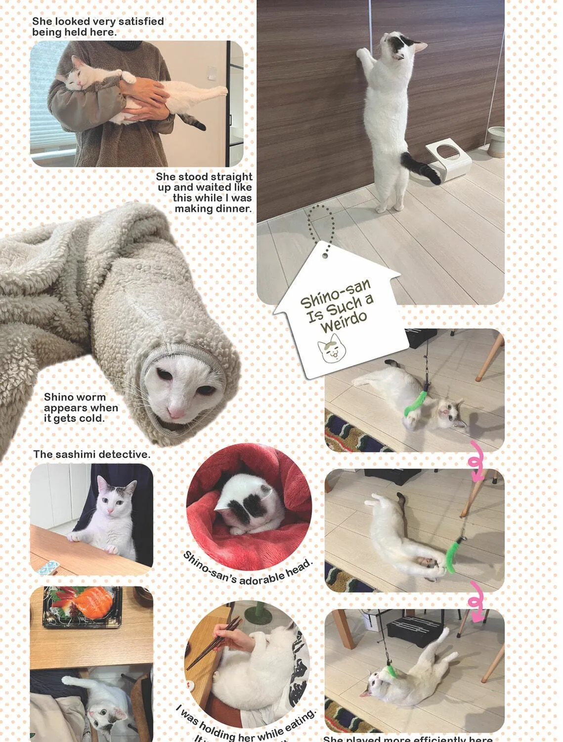 My Cat is Such a Weirdo Chapter 53 page 29 - 