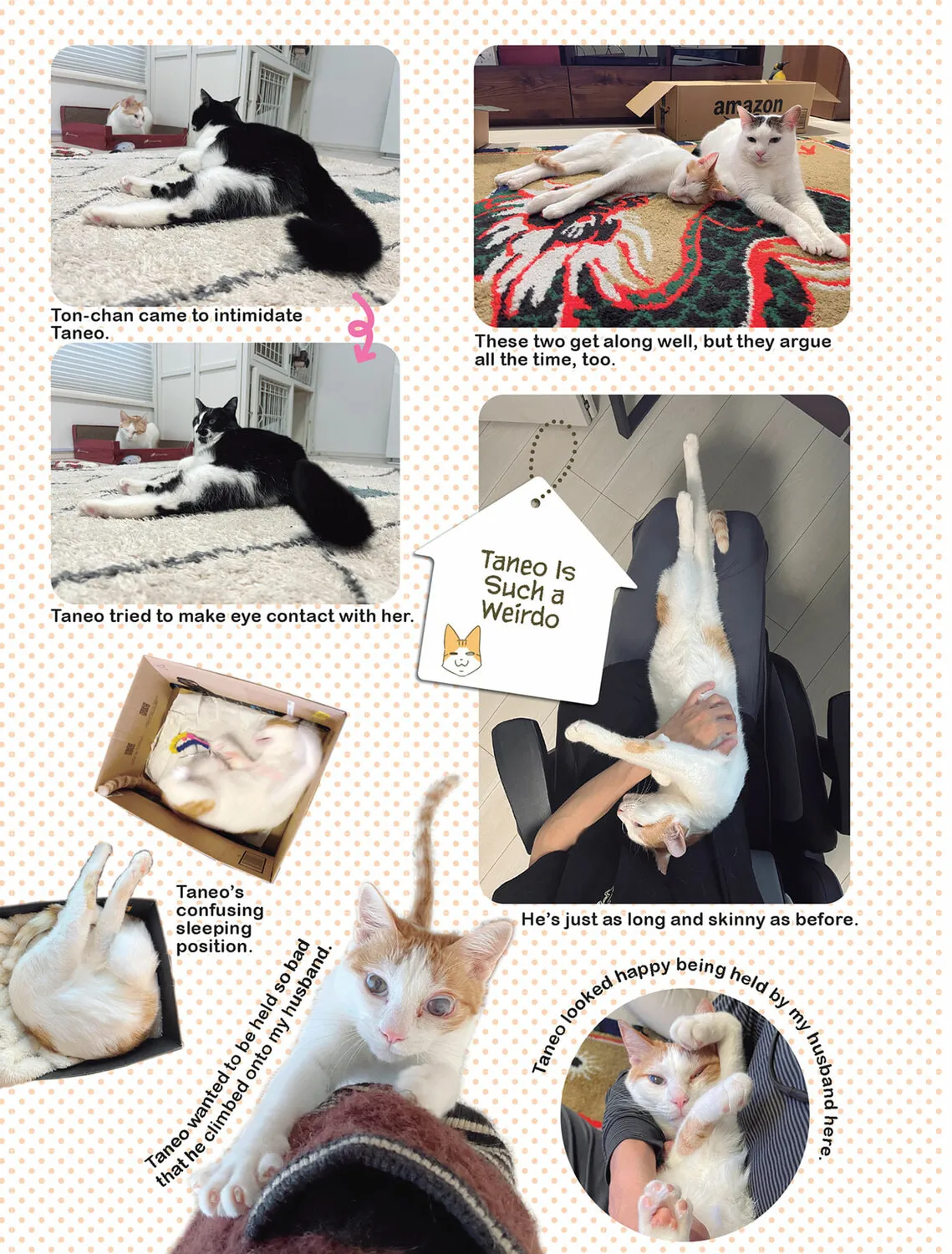 My Cat is Such a Weirdo Chapter 55 page 21 - 