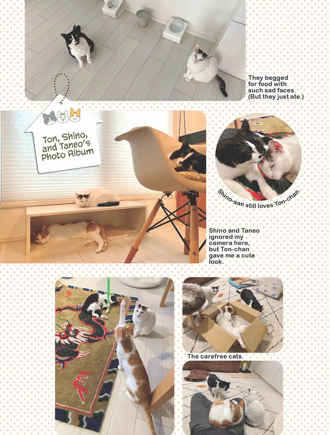 My Cat is Such a Weirdo Chapter 55 page 33 - 