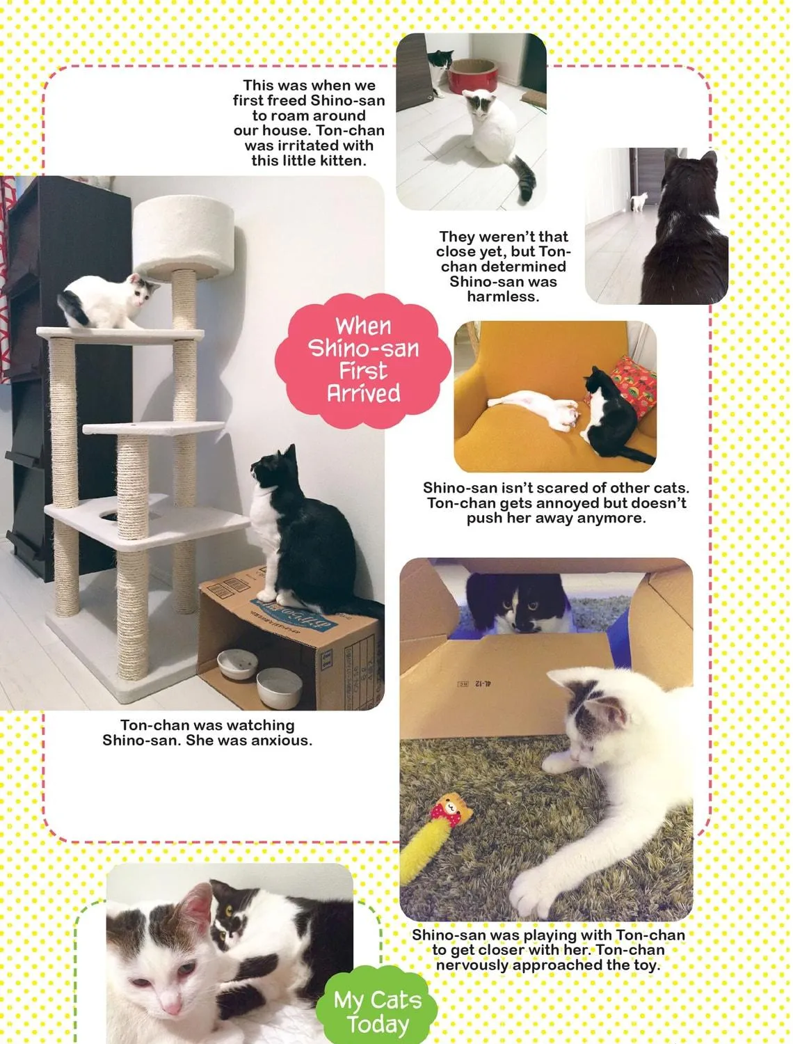My Cat is Such a Weirdo Chapter 7 page 41 - 