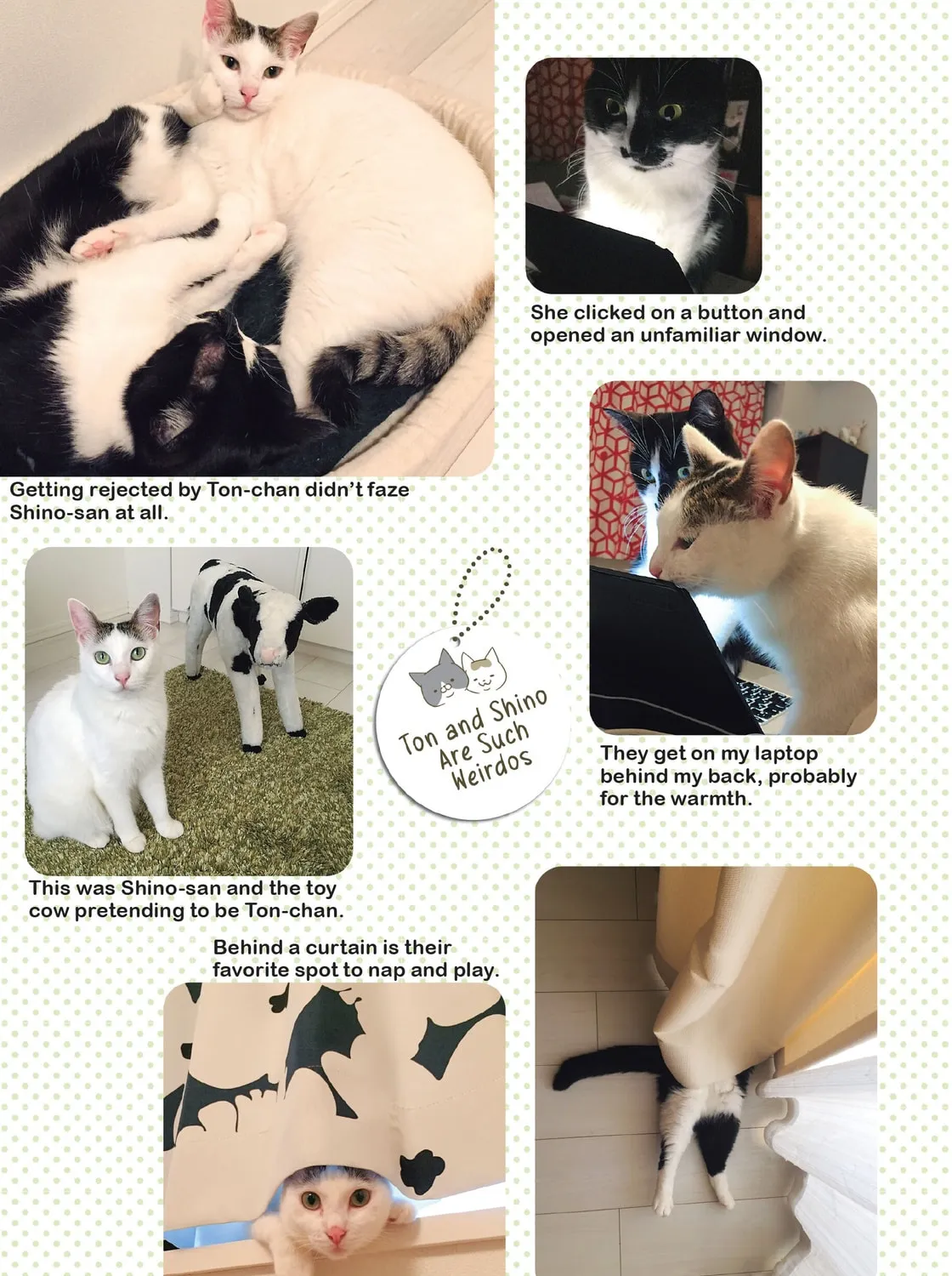 My Cat is Such a Weirdo Chapter 8 page 37 - 