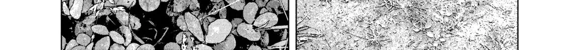 Read My Dearest Self With Malice Aforethought chapter 50 image 1 on Lezhin