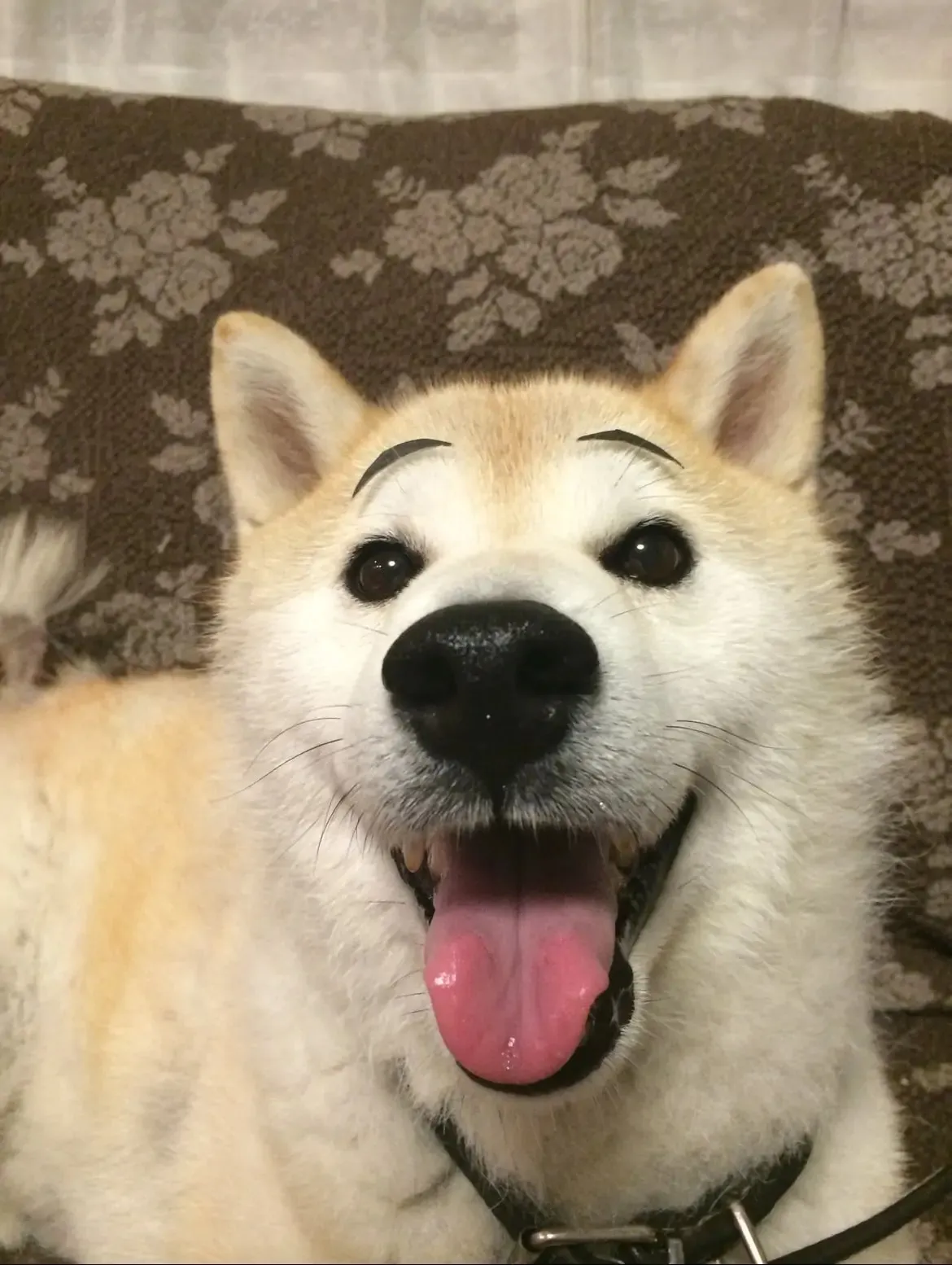 Read My dog becomes a human chapter 32.1 image 2 on Lezhin