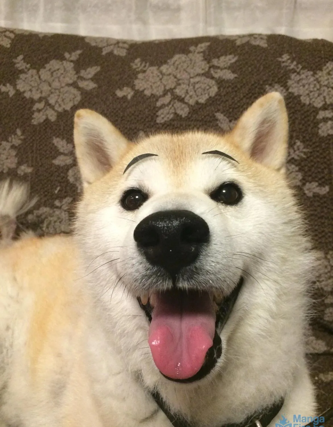 Read My dog becomes a human chapter 32.5 image 3 on Lezhin