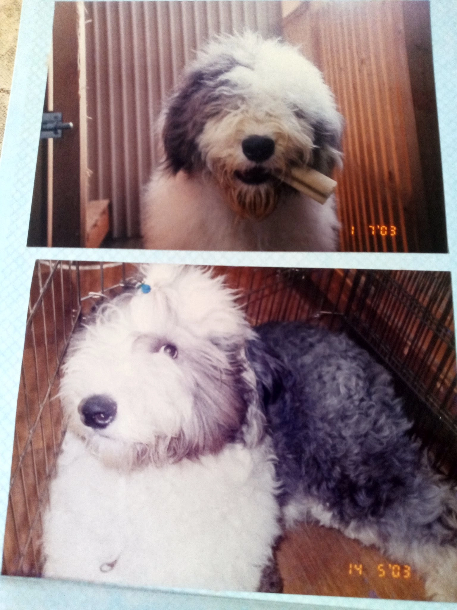 My dog becomes a human Chapter 40.5 page 2 - 