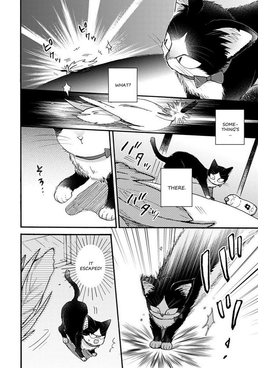 Read My Roommate is a Cat chapter 8.1 image 6 on Lezhin