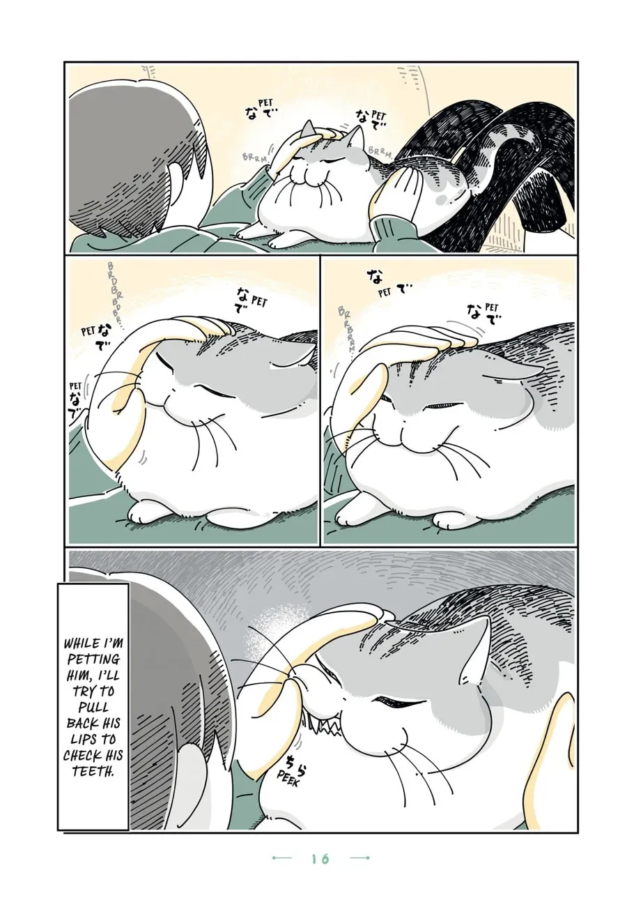 Read Nights With a Cat chapter 135 image 1 on Lezhin