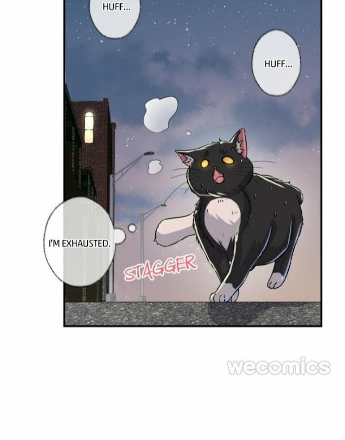 Read Pay Me Back, Mr. Cat chapter 4 image 11 on Lezhin
