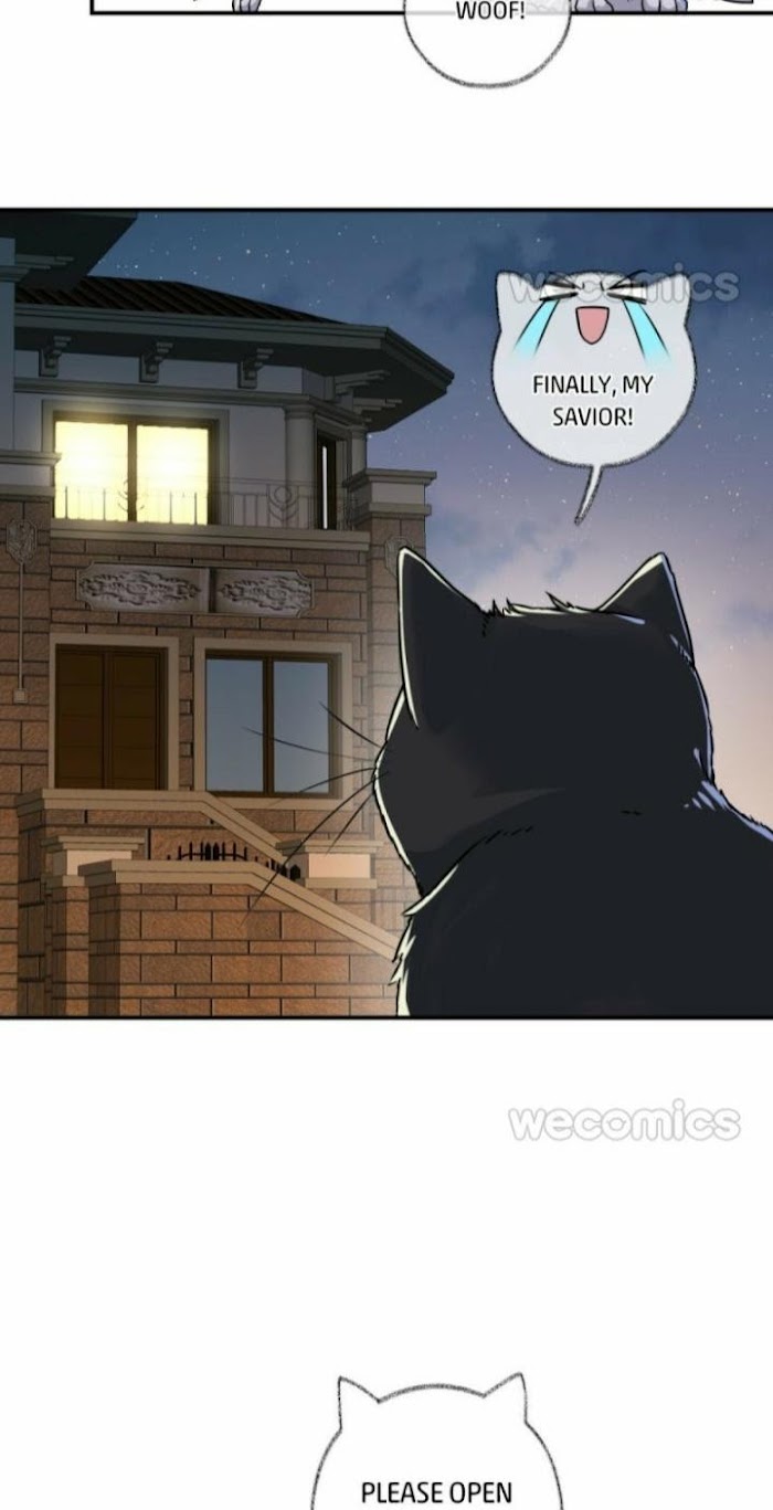 Read Pay Me Back, Mr. Cat chapter 5 image 16 on Lezhin