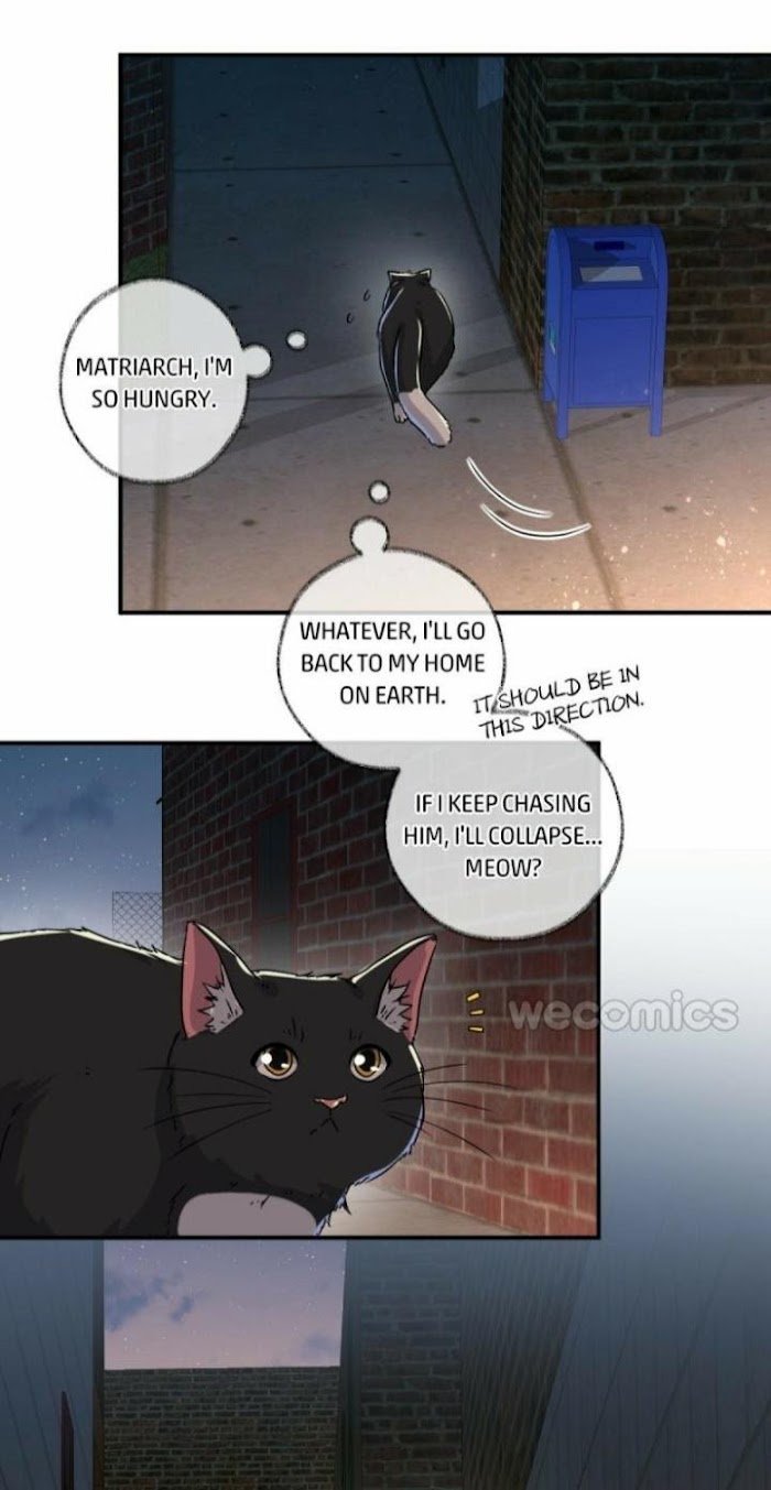 Read Pay Me Back, Mr. Cat chapter 5 image 4 on Lezhin