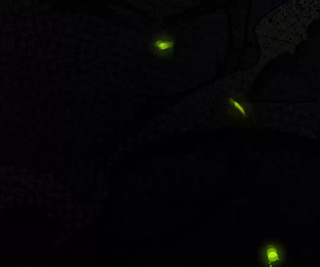 Read Quanzhi Juexing chapter 1 image 247 on Lezhin