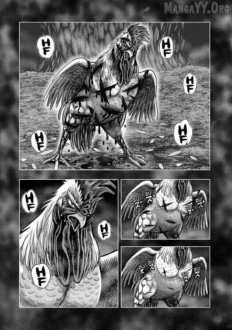Read Rooster Fighter chapter 56 image 12 on Lezhin