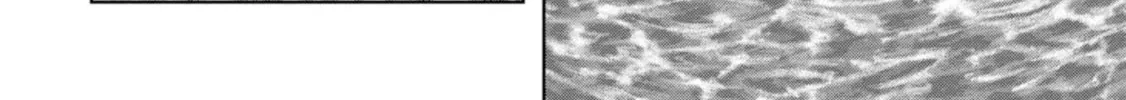 Read Task Force for Paranormal Disaster Management chapter 43 image 42 on Lezhin