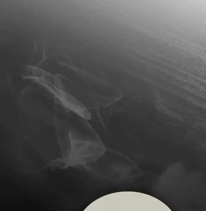 Read Tempest Night chapter 70 image 35 on Lezhin