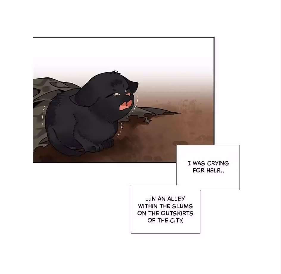 Read The Cook