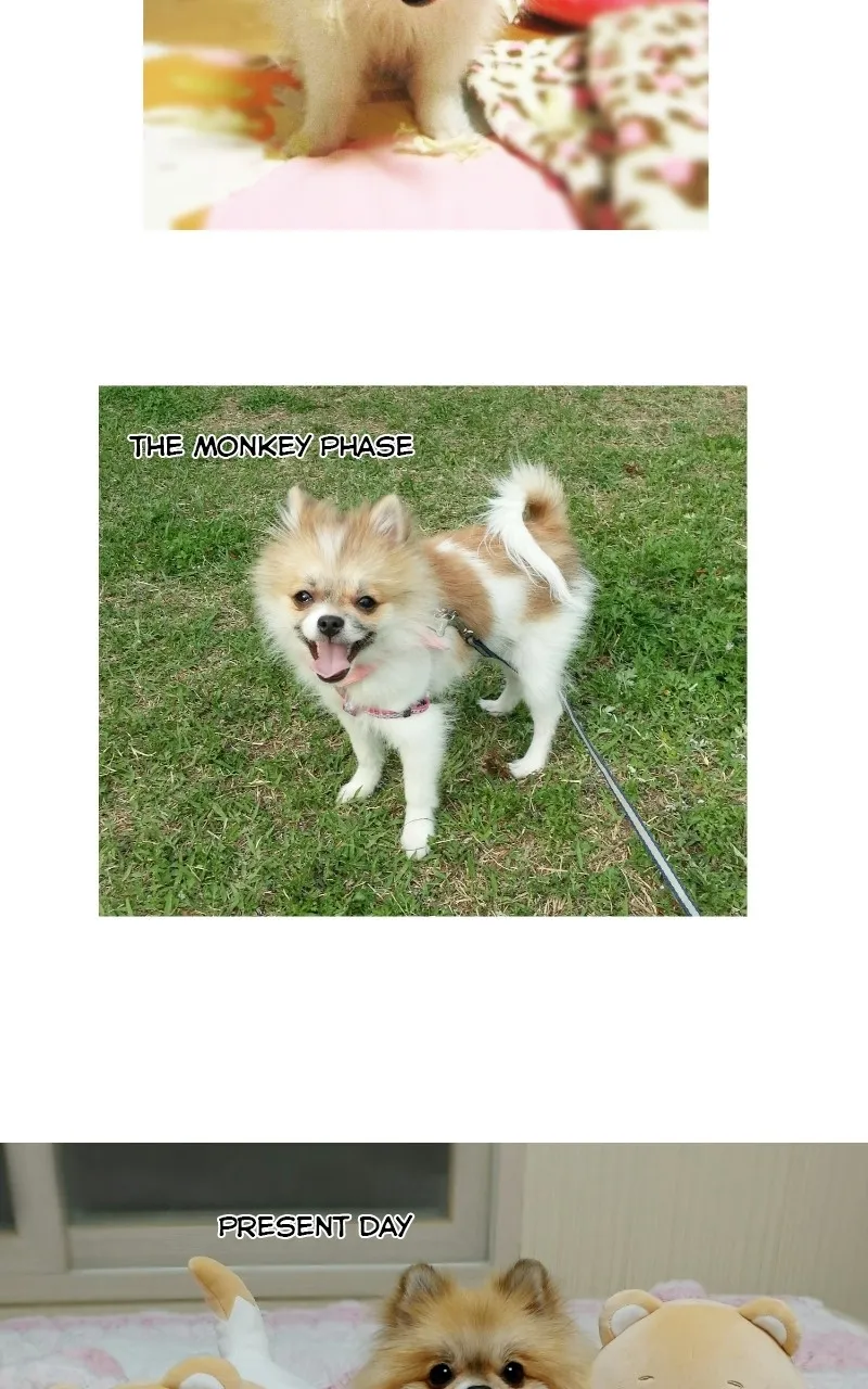Read The Dog Diaries chapter 70 image 13 on Lezhin