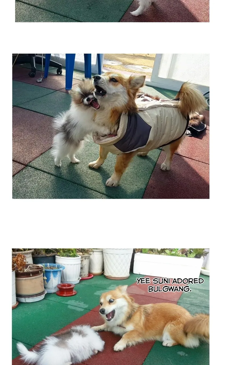 Read The Dog Diaries chapter 70 image 16 on Lezhin