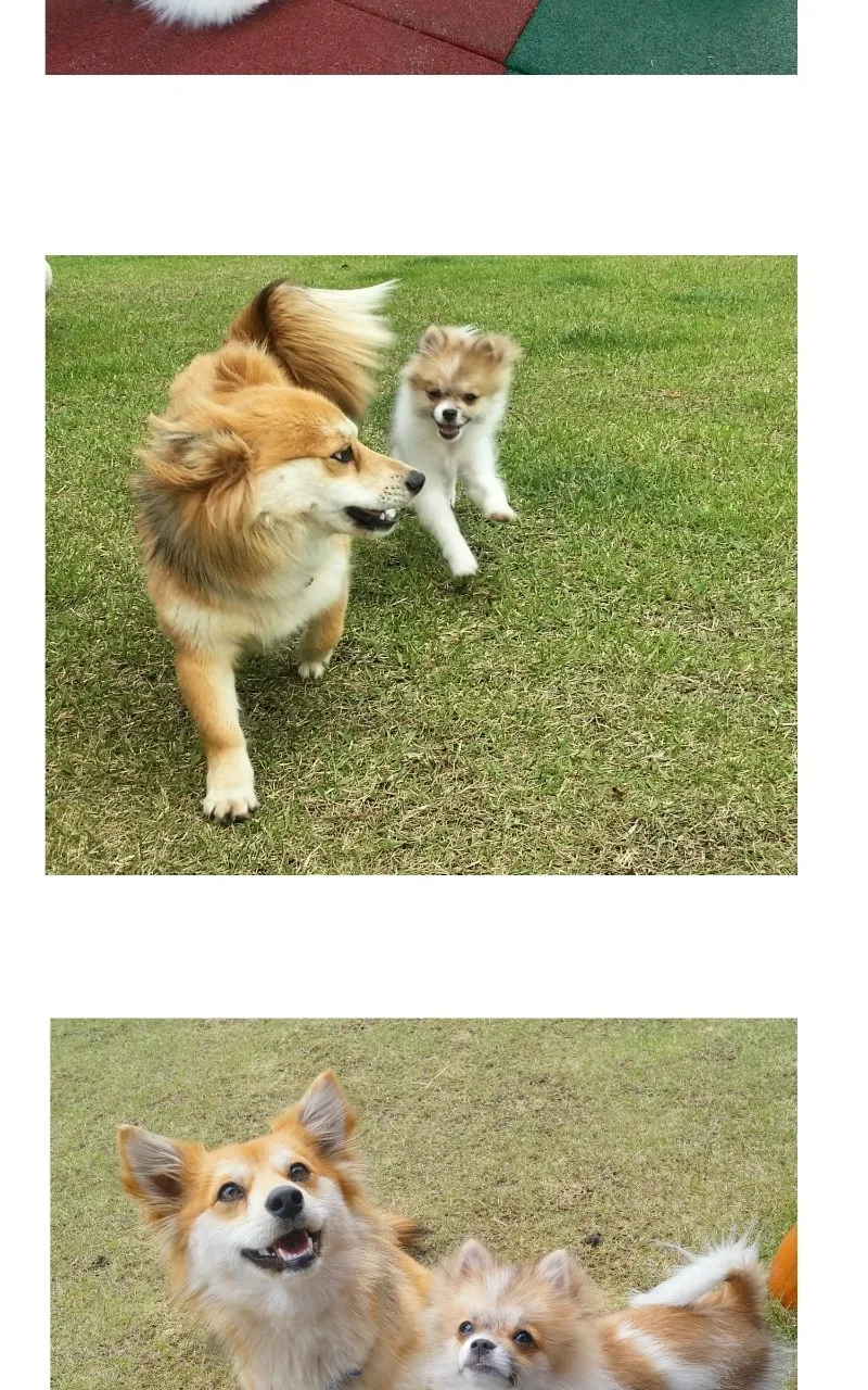 Read The Dog Diaries chapter 70 image 17 on Lezhin