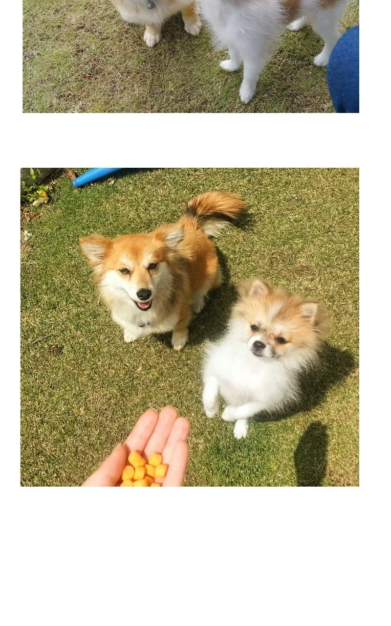 Read The Dog Diaries chapter 70 image 18 on Lezhin